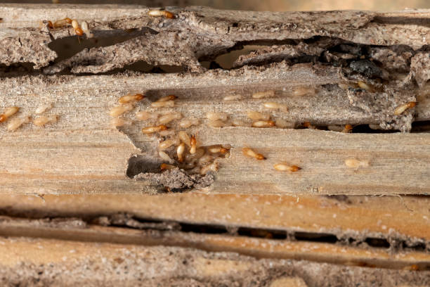 Best Pest Prevention Services  in Cleveland, GA